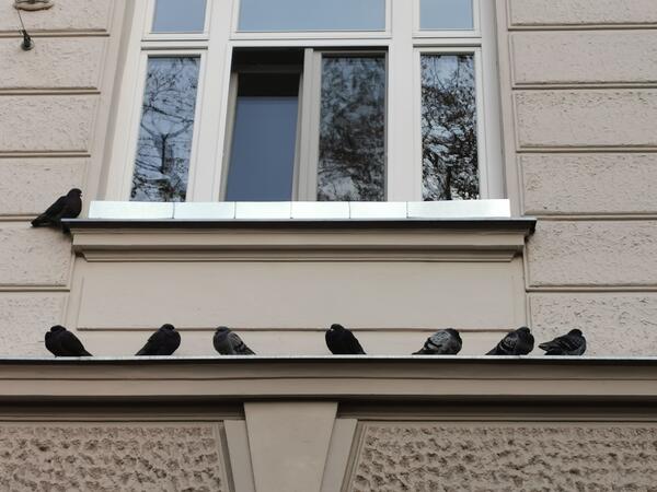 Taube